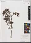 Foto von Salix aurita L.